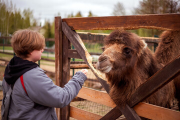 Person in a gray jacket feeding a camel through a wooden fence, with trees and a park setting in...