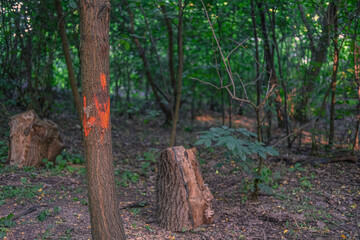 Tree trunk in forest marked with orange paint, possibly for logging or ecological survey, surrounded by dense green vegetation and tree stumps.