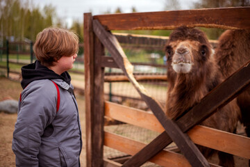 Child wearing a gray jacket with red straps gazes at a camel through a wooden fence. The camel's...