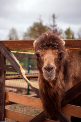 Brown, shaggy camelid with long fur peers over a wooden fence in an outdoor setting, behind the...