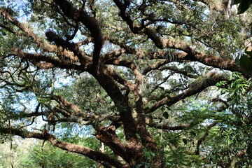 old oak tree