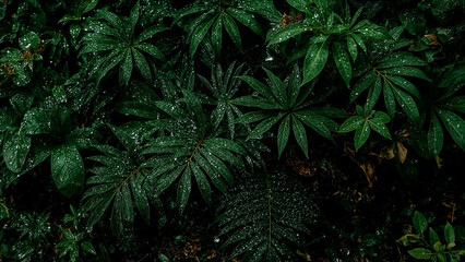 Obraz premium Lush tropical foliage with dew drops serene nature scene