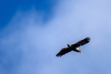 青空バックに颯爽と頭上を飛ぶオオワシ