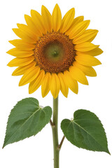 Bright yellow sunflower isolated on transparent background
