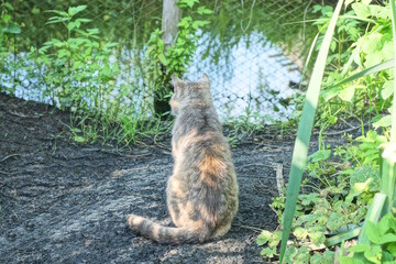 one gray cat sits on the ground on the shore of a lake near the water among green vegetation on a...