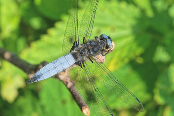 one blue dragonfly sits on a brown branch on a green background in nature