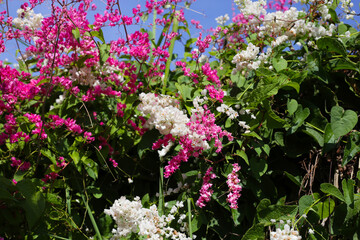 Fototapeta premium Coral vine, Mexican creeper, Chain of love, Pink vine, Honolulu Creeper