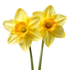 Two bright yellow daffodils with orange centers and green stems isolated on a transparent background 1