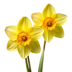 Naklejka premium Two bright yellow daffodils with orange centers and green stems isolated on a transparent background 3
