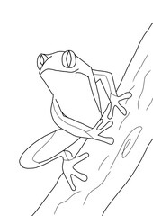 frog on a hand