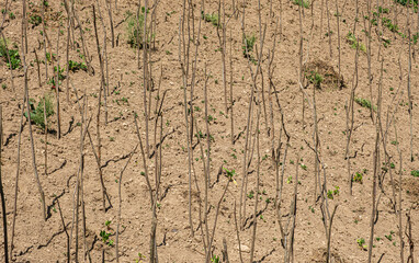 Dry soil with young plants sprouting. This image highlights the resilience of nature and the...