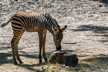 Plains zebra foal, its scientific name is Equus quagga