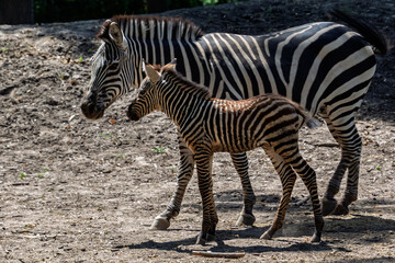 Plains zebra foal, its scientific name is Equus quagga