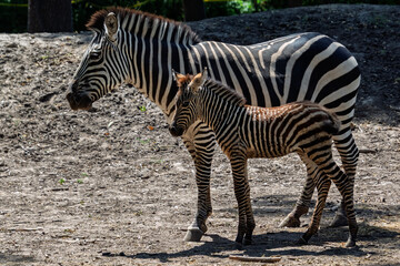 Plains zebra foal, its scientific name is Equus quagga