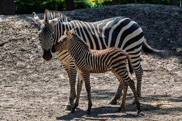 Plains zebra foal, its scientific name is Equus quagga