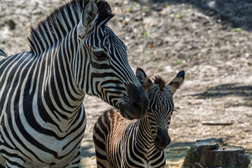 Plains zebra foal, its scientific name is Equus quagga