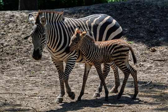Plains zebra foal, its scientific name is Equus quagga