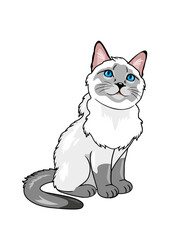 Proud Siamese cat isolated on white