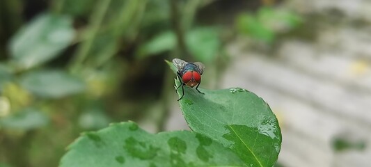 fly on leaf, Chrysomya megacephala, more commonly known as the oriental latrine fly or oriental...