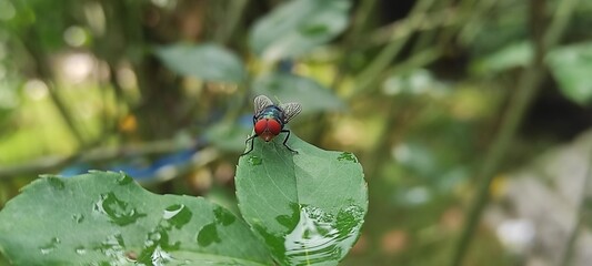 fly on leaf, Chrysomya megacephala, more commonly known as the oriental latrine fly or oriental...