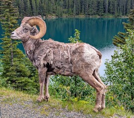 sheep in the mountains