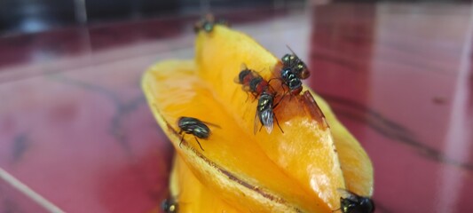 fly on leaf, Chrysomya megacephala, more commonly known as the oriental latrine fly or oriental...