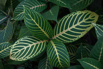 close up of green leaves