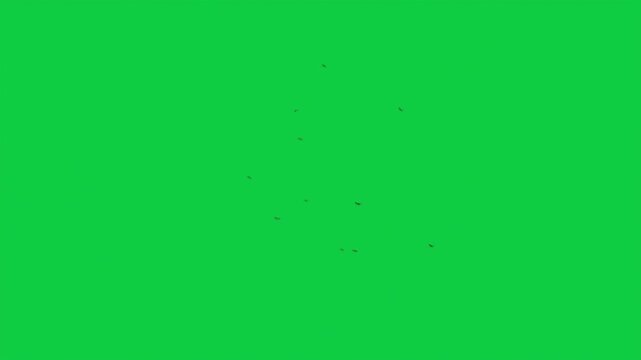 Mosquito FX Pack &ndash; 4 Green Screen Animations &ndash; Actor Overlay, Fullscreen Swarm, Side Entry, Camera Attack &ndash; Insect VFX Elements