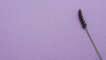 caterpillar on a blue background
