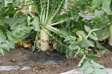 畑の大根