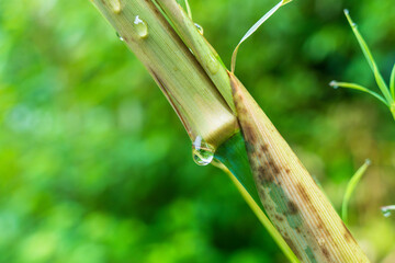 雨の日　細い竹に水滴が光る05