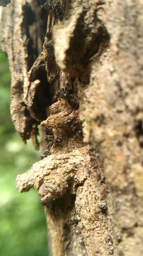 the busy activity of a black ant colony behind the rotting bark