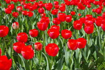 Field of blooming tulips under natural sunlight.