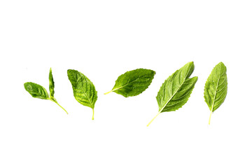 Holy basil leaves on white background.