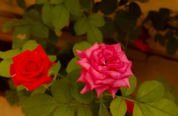Beautiful rose flowers blooming in garden, nature photography, natural gardening background, floral wallpaper 