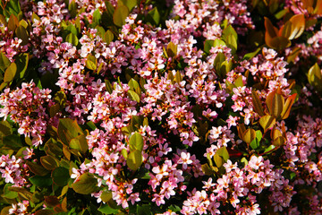 Rhaphiolepis indica flowers blooming beautifully along a pedestrian sidewalk in Tokyo, Japan