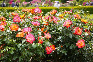 Beautiful roses in full bloom at the Japan Rose Garden.