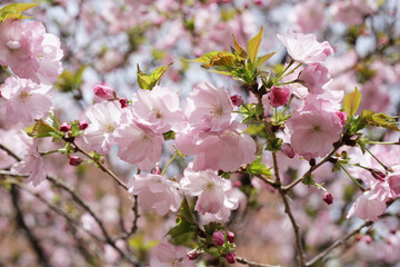 Branches of sakura flowers, cherry blossom