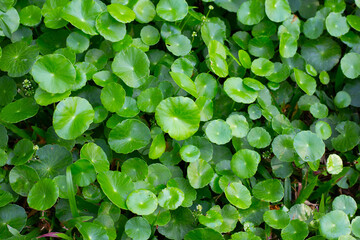 Centella asiatica (gotu kola). Fresh green leaves herb background.