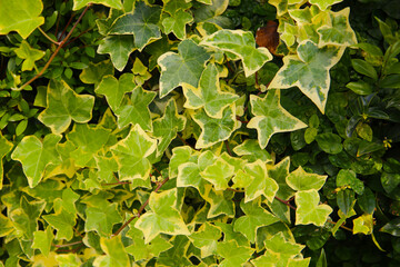 Variegated ivy leaves with bright green and yellow tones.