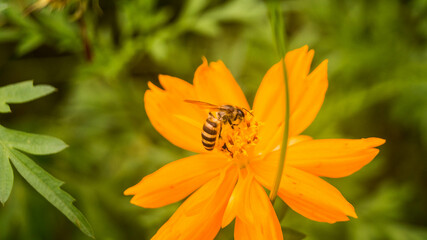A bumblebee on a sulfur cosmos flower. Taken from Las Pinas, NCR, Philippines.