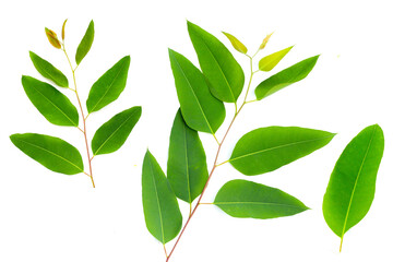 Eucalyptus leaves on white background.