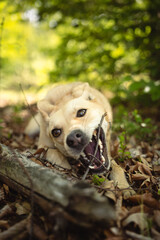 Carolina Dog