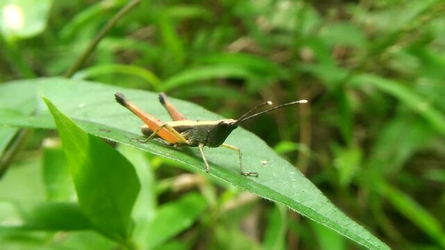 a grasshopper, sunbathing on the grass