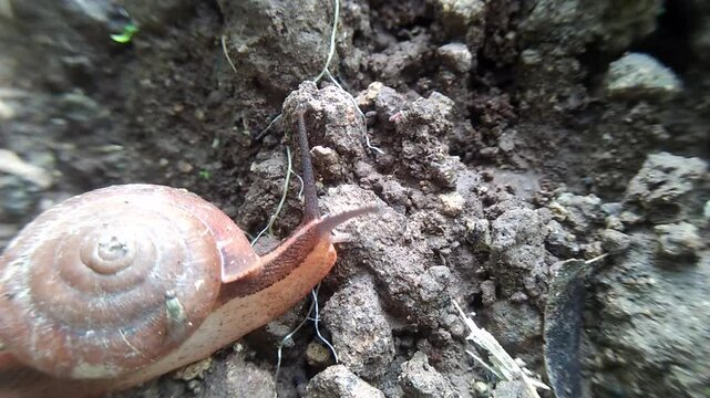a snail crawling on the ground