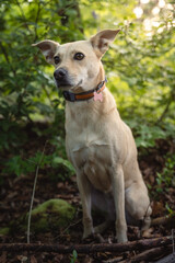 Obraz premium Carolina Dog