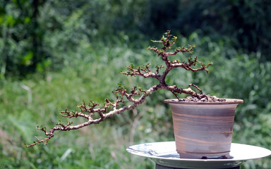 Sam nui,Antidesma acidum bonsai tree in clay pot made from stoneware..Remove the leaves to reduce water loss.