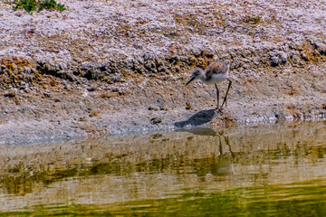 Black-winged stilt in the beach of a lake