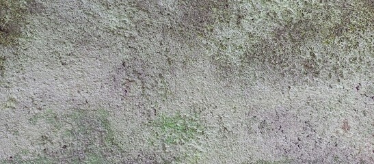 Rough Concrete Wall Texture with Green Moss Growth