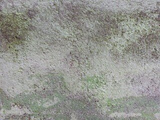 Rough Concrete Wall Texture with Green Moss Growth